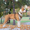 LumoFit™ Premium Harness